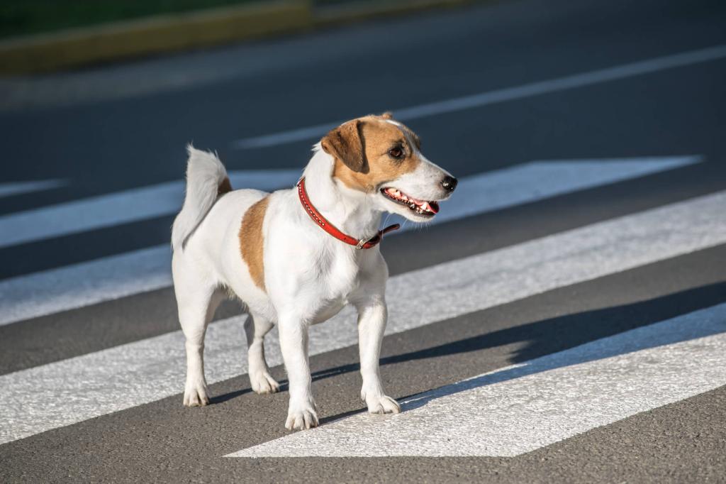 Hund jagt Autos