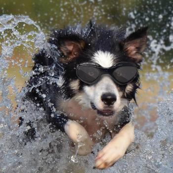 Hund mit Brille