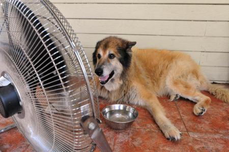 Hund mit Hitzschlag wird abgekühlt Vorschaubild