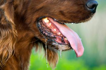 Hund sabbert