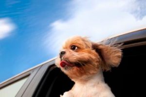 Hund schaut aus dem Autofenster