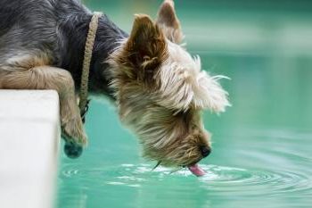 Hund trinkt