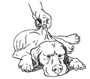 Zeichnung ausgetrockneter Hund