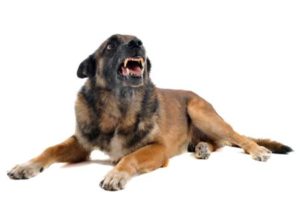 aggressiver Hund Vorschaubild