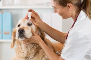Bindehautentzündung beim Hund Vorschaubild