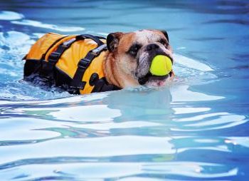Bulldogge mit Schwimmweste