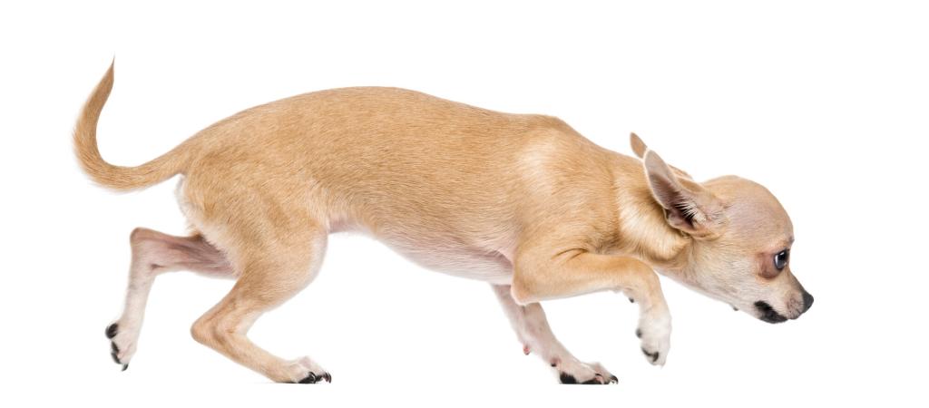 Chihuahua hat Angst