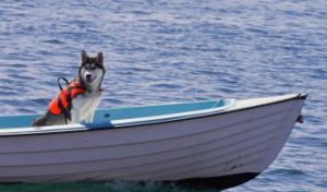 Hund im Schiff