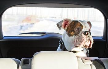 Hund schaut aus dem Autofenster