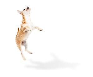 kleiner Hund springt hoch