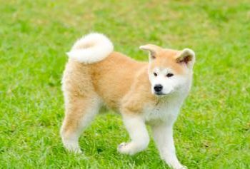 mutiger Hund