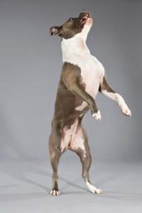 Terrier springt hoch
