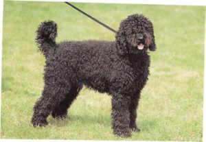 Barbet