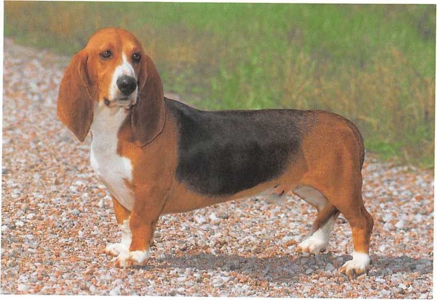 Basset Artesien Normand