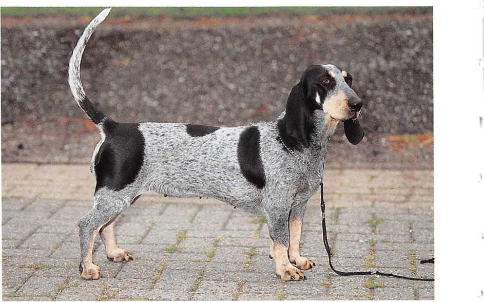 Basset Bleu de Gascogne
