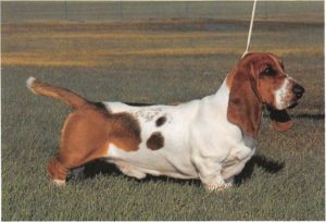 Basset Hound