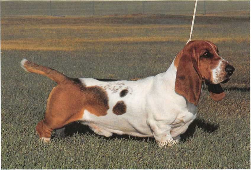 Basset Hound