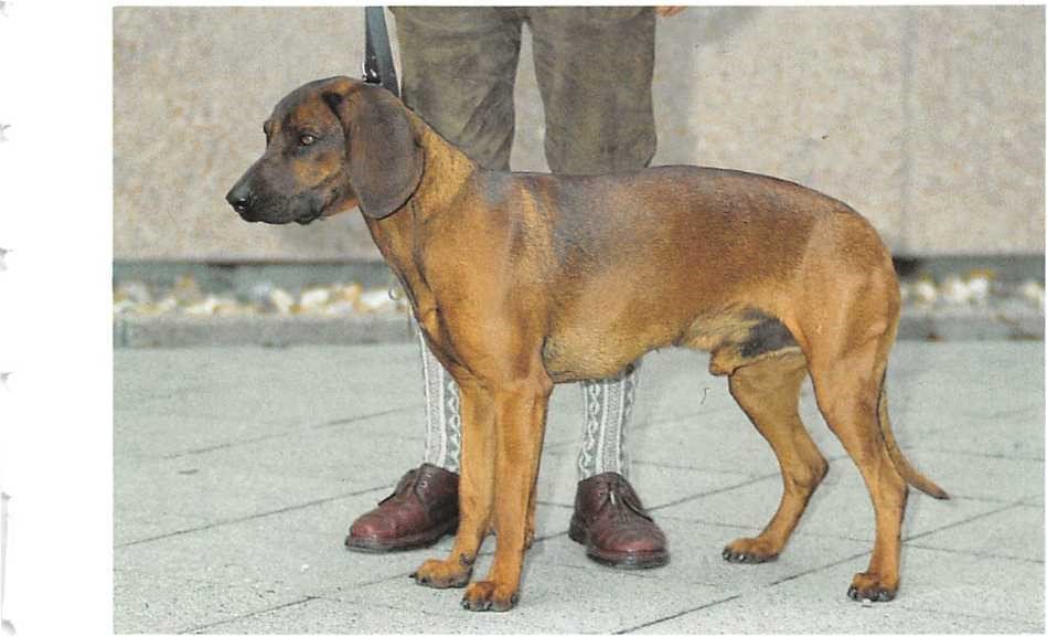 Bayerischer Gebirgsschweißhund