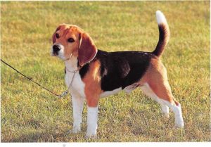 Beagle