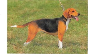 Beagle Harrier