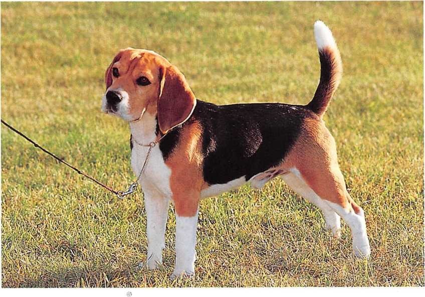 Beagle