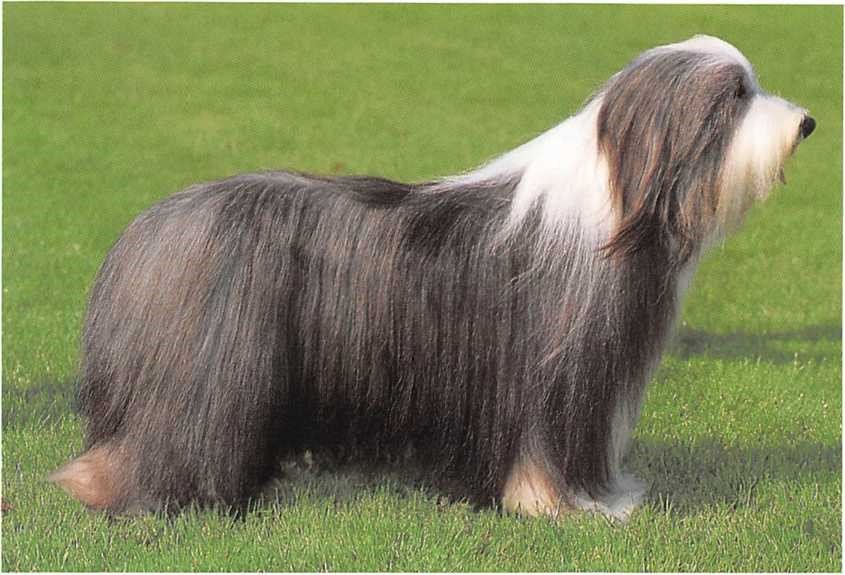 Bearded Collie