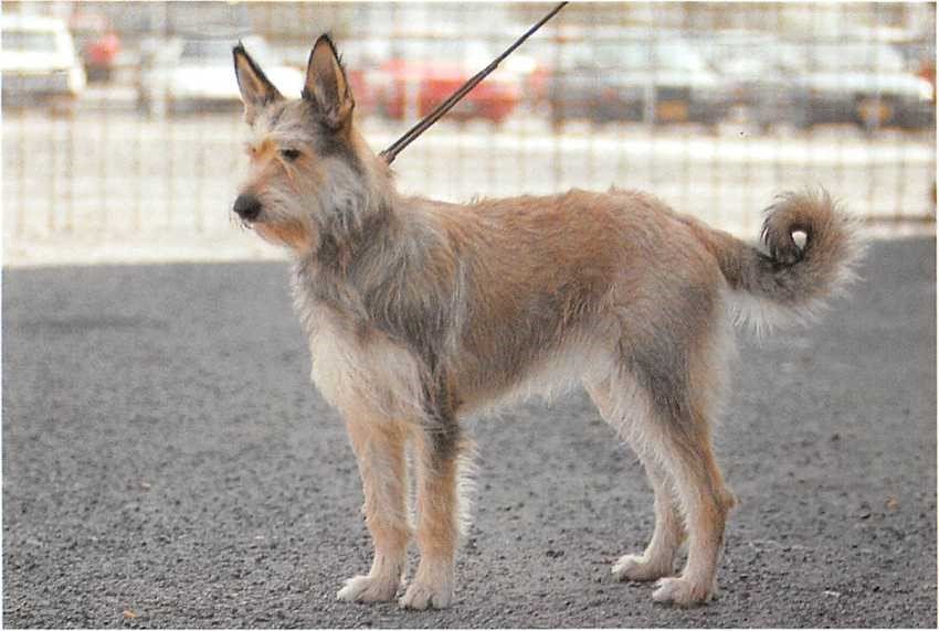 Berger de Picardie