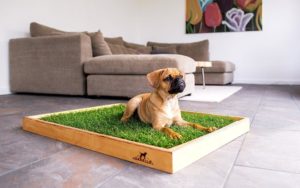 Carnilo Hundeklo aus echtem Rasen