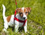 Welpe mit Geschirr Tumbnail