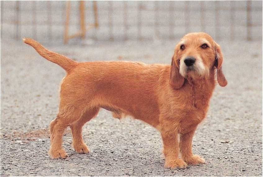 basset fauve de bretagne