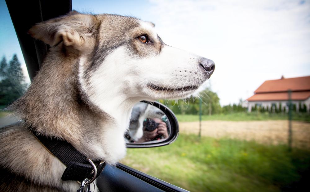 ᐅ Hund im Auto So macht Autofahren deinem Hund Spass! › guterHund.de