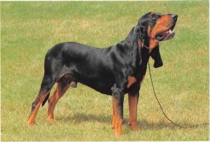 Black and Tan Coonhound