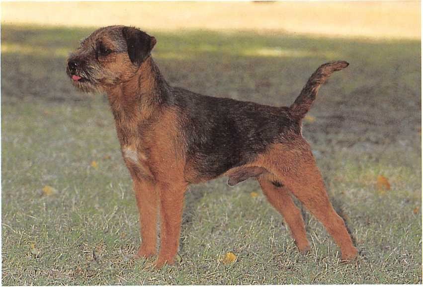 Border Terrier