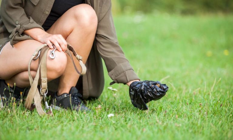 ᐅ Hundekot Alles Was Hundehalter Wissen Sollten Guter