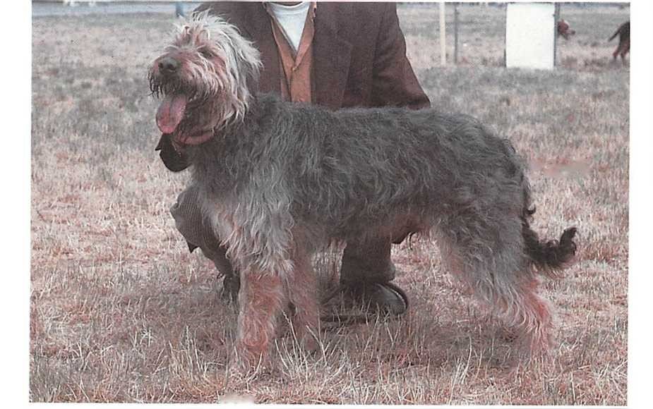 Stichelhaariger Bosnischer Laufhund