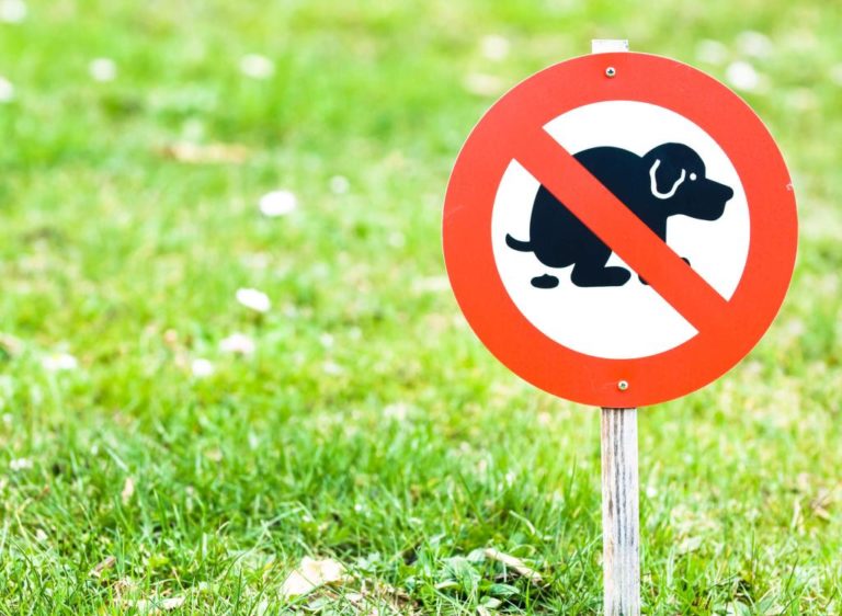 ᐅ Hundekot Alles was Hundehalter wissen sollten › guterHund.de