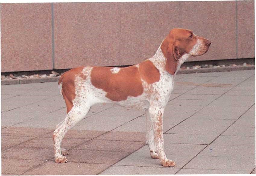 Braco Italiano