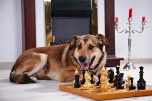 Hund vor einem Schachspiel