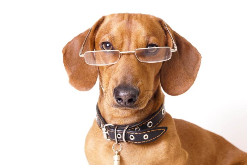 ᐅ Intelligenzspielzeug für Hunde selber machen Videoanleitungen