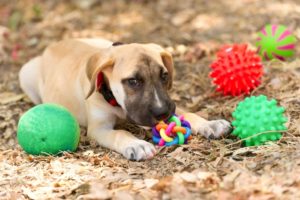 Welpe mit Hundespielzeug