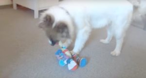 Hundespielzeug Socken