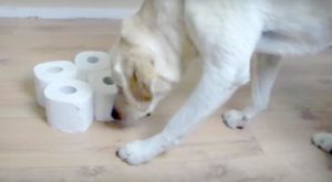 Intelligenzspielzeug aus Toilettenpapier