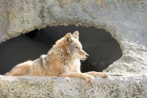 Wolf in einer Höhle