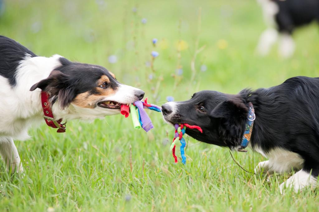 zwei spielende Hunde zwei spielende Hunde