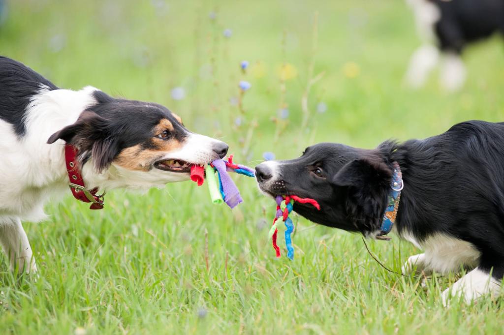 zwei spielende Hunde