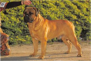 Bullmastiff