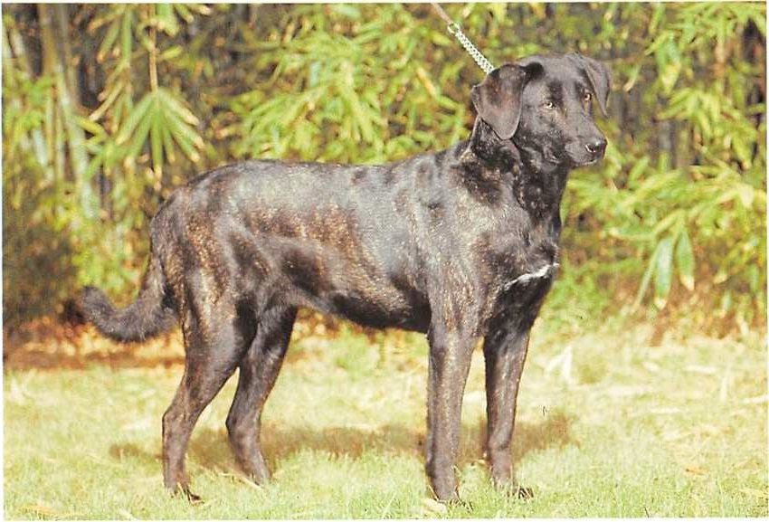 Cão de Castro Laboreiro: A Loyal Guardian of Livestock 6 How To Care For Cão De Castro Laboreiro