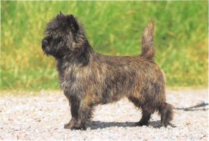 Cairn Terrier