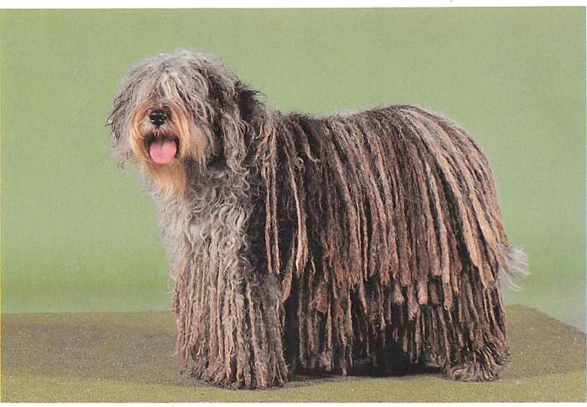 Cane da Pastore Bergamasco