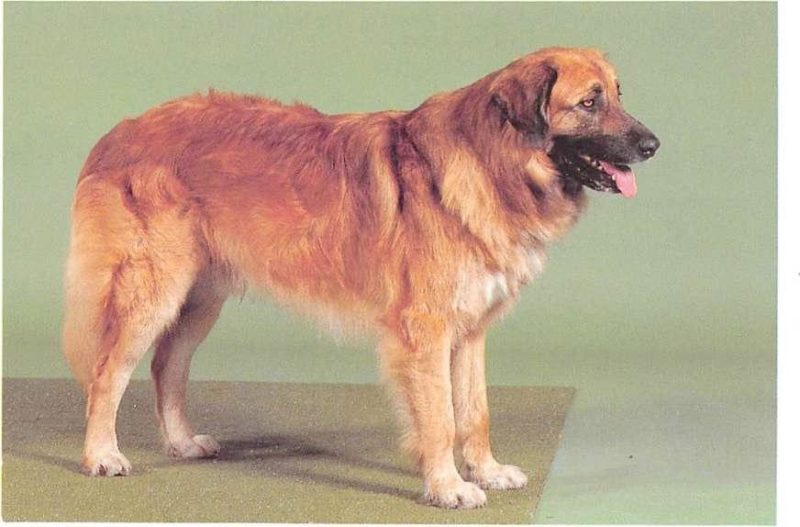 ᐅ Cao da Serra da Estrela Rassebeschreibung mit Video › guterHund.de